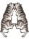 猫文字a